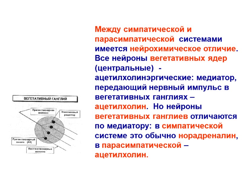 Между симпатической и парасимпатической системами имеется нейрохимическое отличие. Все нейроны вегетативных ядер (центральные) Между симпатической и парасимпатической системами имеется нейрохимическое отличие. Все нейроны вегетативных ядер (центральные)